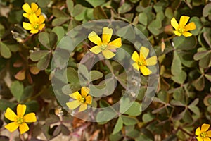 Tiny yellow flowers, the leaves of clover as in