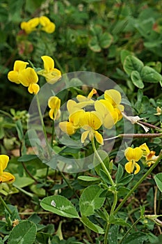 Tiny yellow flowers of Lotus Tenuis plant, growing in clover covered lawn