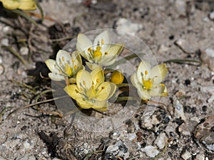 Tiny yellow flowers of the Rock Chink plant