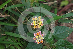 Tiny, yellow, orange and pink color flower cluster of Common Lantana