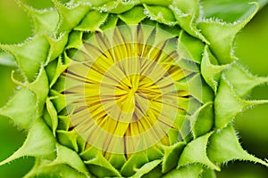 Tiny yellow petals forming inside green flower bud macro view of sunflower opening