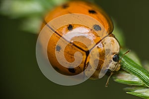 Tiny yellow polkadot ladybug on the grass