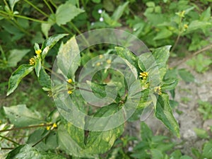 Tiny yellow synedrella nodiflora weed.