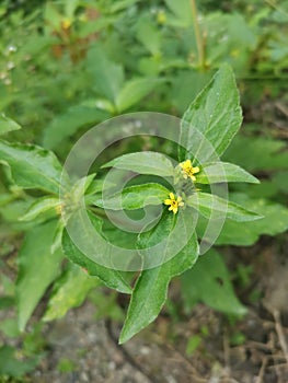Tiny yellow synedrella nodiflora weed.