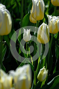 Tiny Yellow and White Tulip Amongst BIgger Flowers