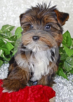 Tiny Yorkie Puppy photo