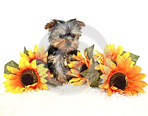 Tiny Yorkie Puppy photo