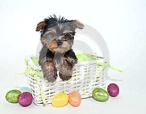 Easter Yorkie Puppy photo
