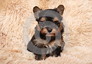 Tiny yorkshire terrier puppy on a soft sofa, front view