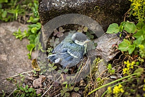 Tiny young great tit in the garden - Saxony, Germany.