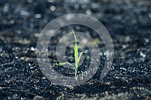 Tiny young green plant photo