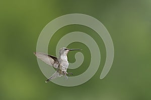 Tiny Young Ruby-throated Hummingbird flying in the garden.