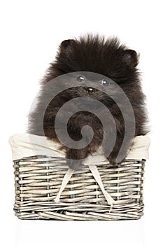 Tiny Zwerg Spitz sits in basket photo