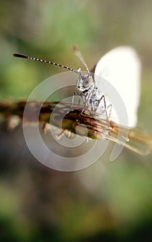 tinybutterfly on grass