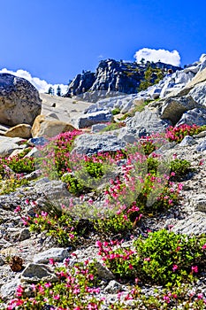 Tioga Pass, Yosemite National Park, Sierra Nevada, USA