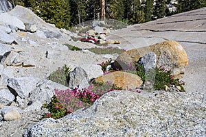 Tioga Pass, Yosemite National Park, Sierra Nevada, USA