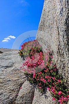 Tioga Pass, Yosemite National Park, Sierra Nevada, USA