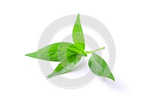 Tip of andrographis paniculata leaf.