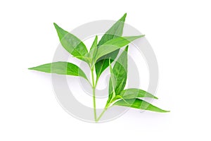 Tip of andrographis paniculata leaf.