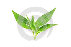 Tip of andrographis paniculata leaf on white background.