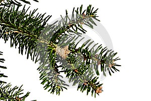 Tip of branch of coniferous tree Nordmann fir Abies nordmanniana on white background photo