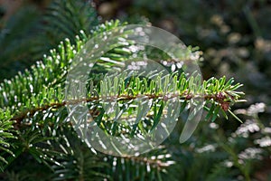 Tip of branch of coniferous tree Nordmann fir or Caucasian fir, Abies nordmanniana. Soft needles, uses as Christmas tree. photo