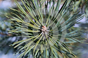 The tip of the branch of pine or spruce brown with green needles around.