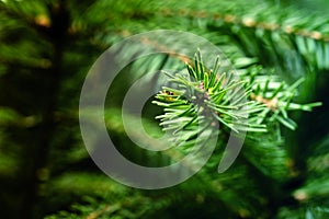 Tip of the branch of a young spruce, close-up with selctive focus, abstract