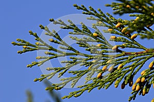 Tip of coniferous branch of Incense cedar Calocedrus decurrens with small yellow cones visible, clear blue skies background