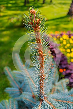 Tip of fir tree closeup