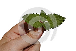Tip of fresh Catnip plant leaves, latin name Nepeta Cataria, held in fingertips of adult male person photo