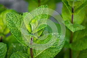 Tip of the fresh peppermint herb plant stalk in early summer