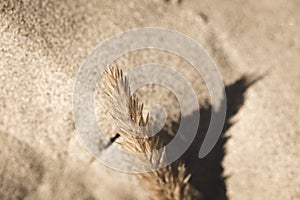 Tip of Grain Plant Resting in Sand