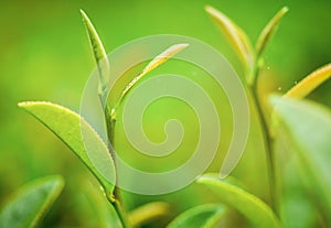 Tip of new sprout tea leaves with green tea orchard background.