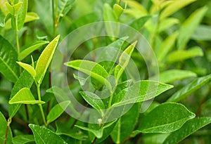 Tip of new sprout tea leaves with green tea orchard background.