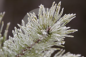 The tip of the pine branch is covered with frost