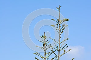 Tip of Pine Tree branches