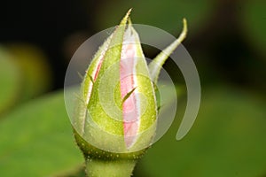 The tip of a rosebud, scientifically known as Rosa, shows a vibrant green with hints of emerging pink petals. photo