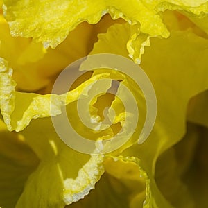 Tip of the Signals on a yellow iris