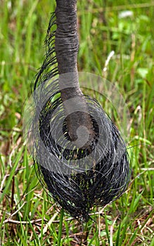 The tip of the tail of the Asian elephant. Very close. Indonesia. Sumatra.