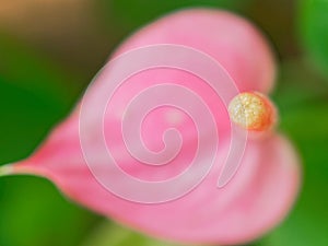 Tip of yellow and pink spadix flower with pink heart shape spathe