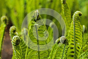 the tip of young Fern leaf Close Up.