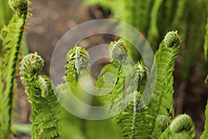 the tip of young Fern leaf Close Up. Fiddlehead, frond unfurling.