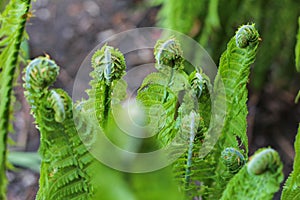 the tip of young Fern leaf Close Up. Fiddlehead, frond unfurling. Matteuccia Struthiopteris.