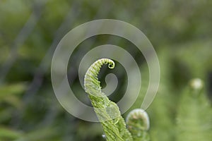 The tip of young Fern leaf Close Up. Fiddlehead, frond unfurling. Matteuccia Struthiopteris. Springtime.