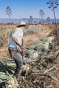 Tipical Jimador man working