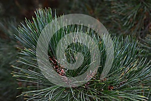 Tips of branches of coniferous tree Schwerin`s Pine Pinus Schwerinii