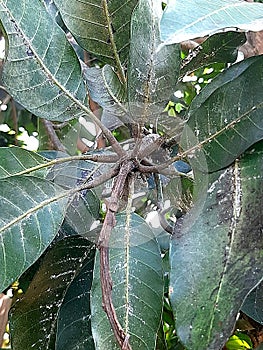 the tips of the leaves infested with mealy bugs