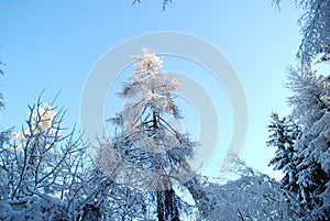 The tips of trees covered with snow and frost