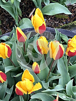 Tiptoe through the tulips